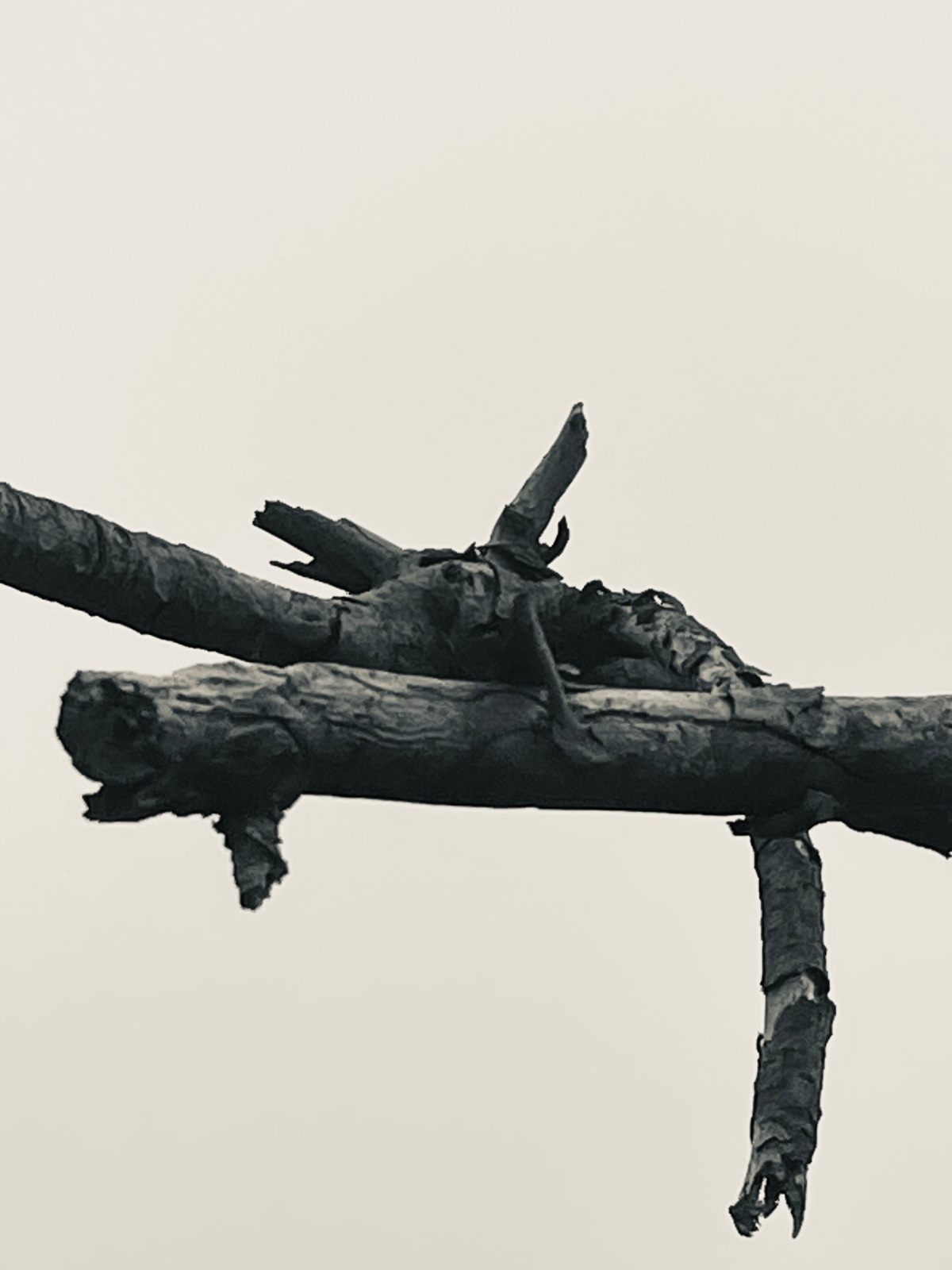 Oud hout, 2023